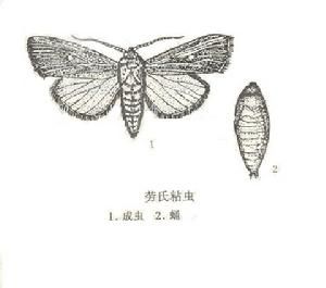 勞氏粘蟲 勞氏粘蟲