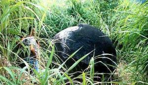 （圖）哥斯大黎加巨型石球