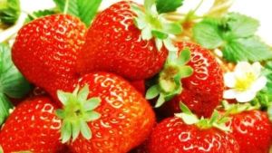 老徐草莓園 老徐草莓園