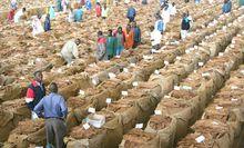 馬拉威人的綠色黃金-菸草交易