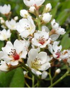 厚葉石櫟 厚葉石櫟