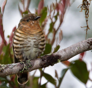 紅喉金鵑 紅喉金鵑