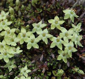 銀脈龍膽 銀脈龍膽