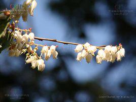 南燭[杜鵑花目杜鵑花科植物]