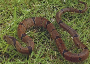 喜山小頭蛇 喜山小頭蛇