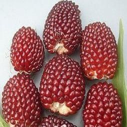 草莓玉米 草莓玉米