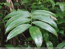 長梗山礬 長梗山礬