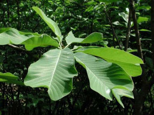 凹葉厚朴（亞種）