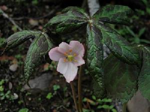 蓮花山自然保護區