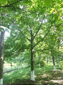 湖南山核桃 湖南山核桃