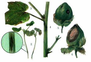 1-2病苗及病部放大 3.病苗後期 4.病莖 5.病鈴前期 6.病鈴後期