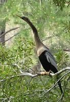 美洲蛇鵜白腹亞種 美洲蛇鵜白腹亞種