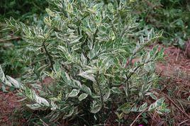 白雀珊瑚 白雀珊瑚