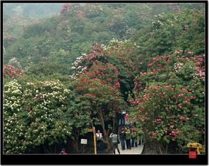 龍頭大山自然保護區