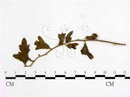 蒿層鏽菌 蒿層鏽菌