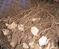 咔哇怡神 咔哇怡神