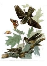 三聲夜鷹 三聲夜鷹