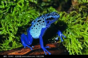 染色箭毒蛙 染色箭毒蛙