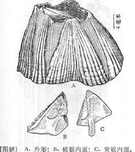 縱肋鈴藤壺描繪圖