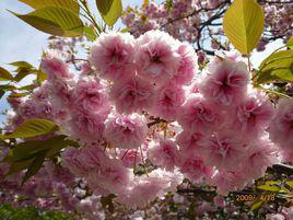 八重櫻[薔薇科木本植物]