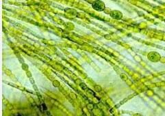 微毛藻科 微毛藻科