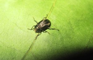 溪泥甲科 溪泥甲科