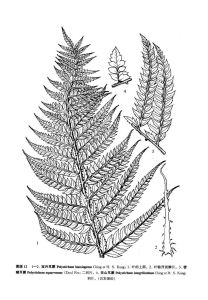 密鱗耳蕨 密鱗耳蕨