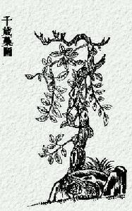 國風·周南·樛木 國風·周南·樛木