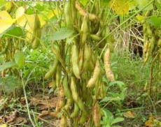 通豆2006 通豆2006