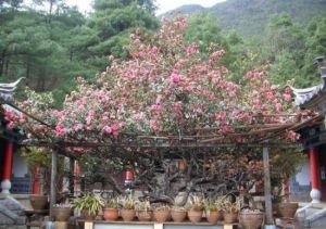 萬朵山茶環球第一樹 萬朵山茶環球第一樹