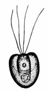 嬌柔塔孢藻 嬌柔塔孢藻