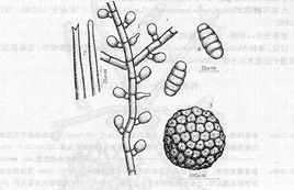 紅苞木生小煤炱 紅苞木生小煤炱