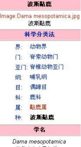 波斯黇鹿 波斯黇鹿