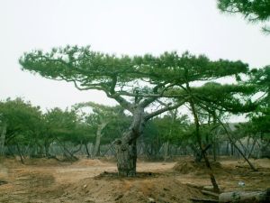 油松造型樹