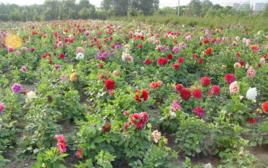 甘肅大麗花基地 甘肅大麗花基地