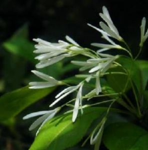 流蘇芋蘭 流蘇芋蘭