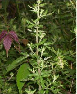 小通草葉 小通草葉