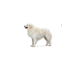 匈牙利庫瓦茲犬