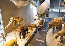 上海自然博物館新館