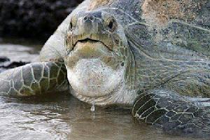 若昂拉德梅洛群島國家海洋公園