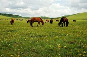 紅山軍馬場 紅山軍馬場
