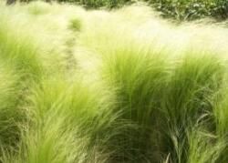 細莖針茅 細莖針茅