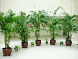 植物租賃 植物租賃