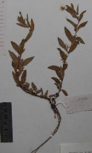 川西柳葉菜 川西柳葉菜