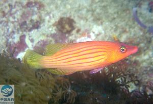 條紋擬唇魚 條紋擬唇魚