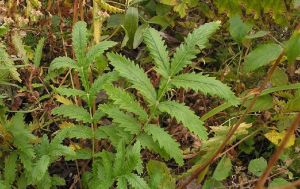 裂萼釘柱委陵菜 裂萼釘柱委陵菜