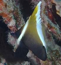 印度關刀 印度關刀