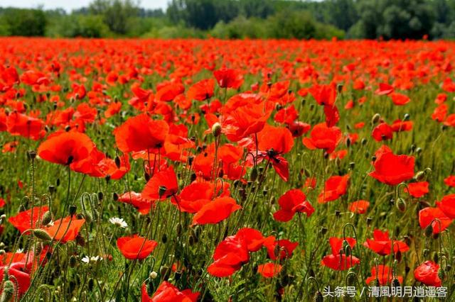 罌粟之毒誰之過?了解罌粟花的歷史