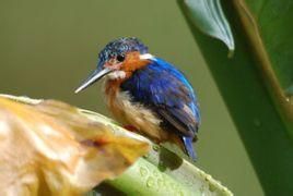 馬島翠鳥 馬島翠鳥