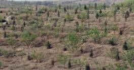 （圖）保護母親河工程---陝西榆林（武警）項目區